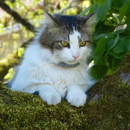 L'echappee Belle Perigord Bed & Breakfast Cercles