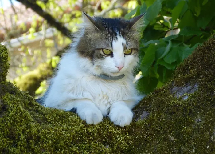 L'echappee Belle Perigord B&B Cercles